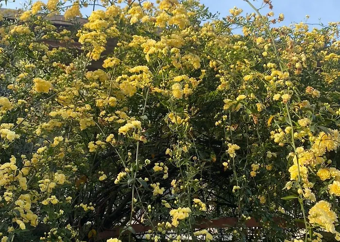 Dimora Luciano Peaceful Surrounded By A Beautiful Garden Firenze